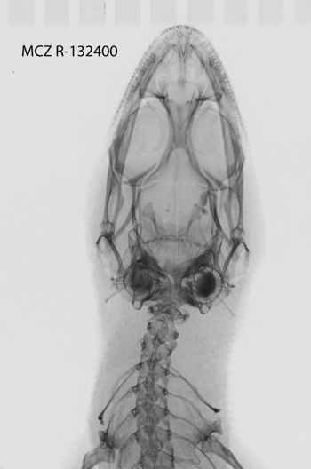 Media type: image; Herpetology R-132400